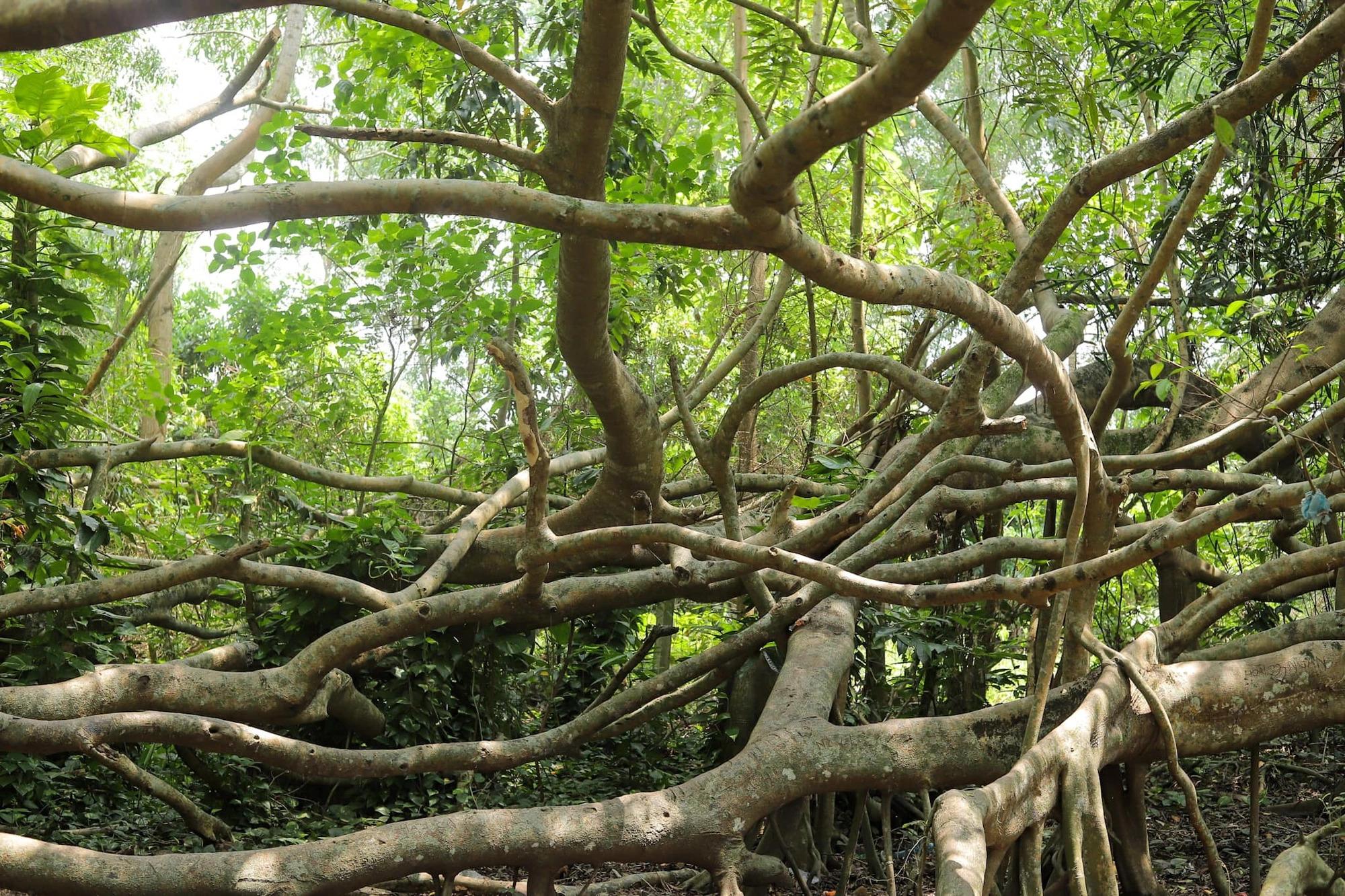 Fried noodles with duck